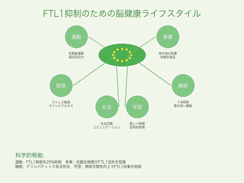 FTL1抑制に向けた脳の健康維持ライフスタイルガイド