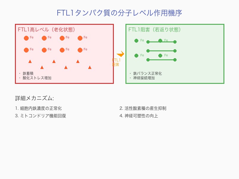 FTL1タンパク質の分子レベル作用メカニズム