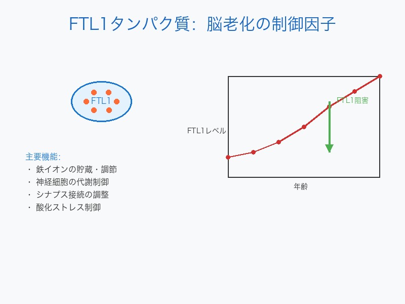 FTL1タンパク質の構造と脳老化への影響メカニズム