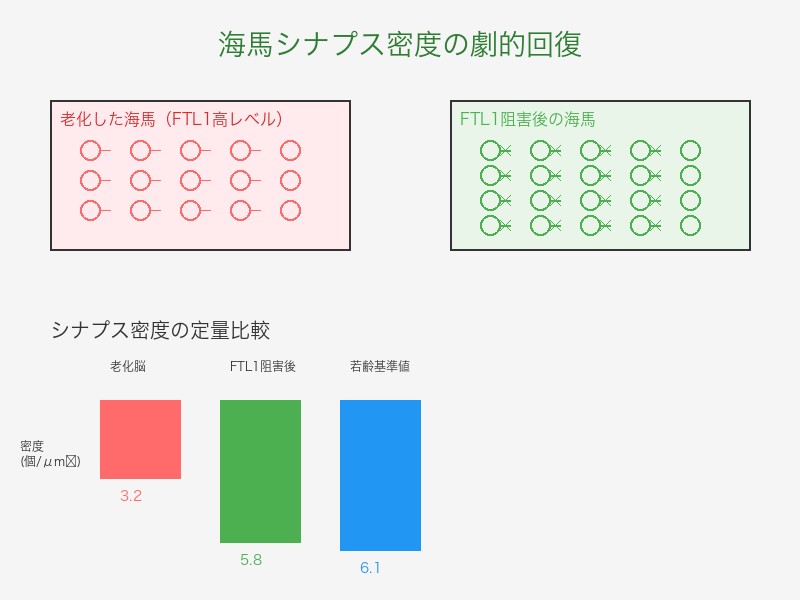 FTL1阻害による海馬シナプス密度の劇的回復